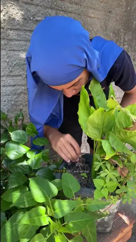 #TikTokPromote #ce4rense #cearense 