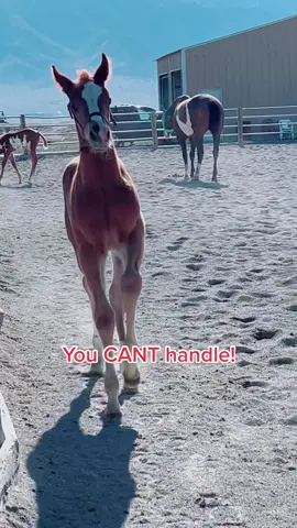 Not everyone can handle this much cuteness #westernpleasure #quarterhorsesoftiktok #horsesoftiktok #quarterhorses #westernpleasurehorse #foalsoftiktok #foal #horses 