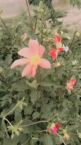 Aman ghawru pa lakki marwat kee🤲#fyp #Marwat #lakkimarwat #fyp #foryou 