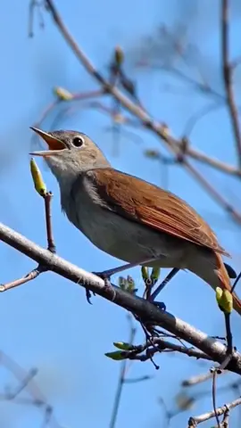 # This bird sings beautifully # Nature is perfect with them
