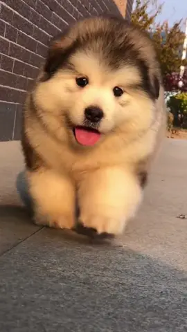 Dễ thương nhờ lắm lông Té không đau nhờ mỡ 🌝 #puppylove #cutevideo #alaska #funny 