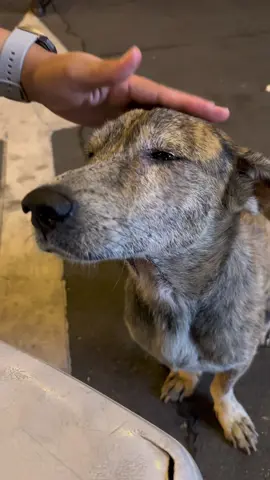 We found this grateful stray in one of the food parks in Mandaluyong. Here’s hoping that was tears of joy 🥹 hinatid pa nya kami sa parking after 🥹🥲🥺 #dogsoftiktok #fyp #straydog #mandaluyong #sweetdog #grateful #aspin #dogtok 