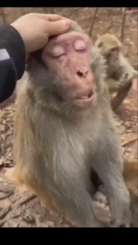 Pusing itu bukti kalo kita masih punya kepala #MonkeyFunnyVideos #fypシ #foryoupage 