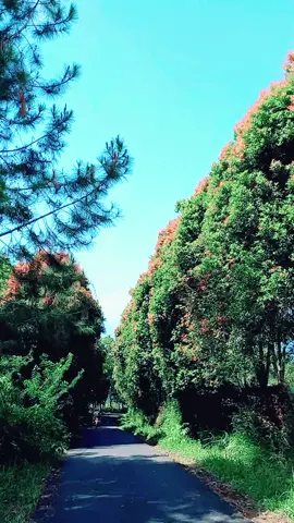 Healing dulu gaess 🫰gasskeun 😋#sagofcoffee #kuningan #WeekendVibes #StoryPemandangan 