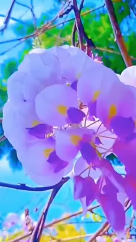#flower #very#beauty#scenery 
