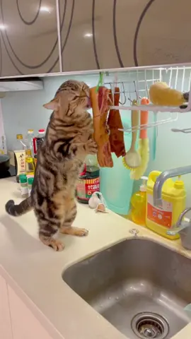 Cat eating meat😂#kitten #cat #cateating #cutecat #kittensoftiktok #cuteanimals #funnycat