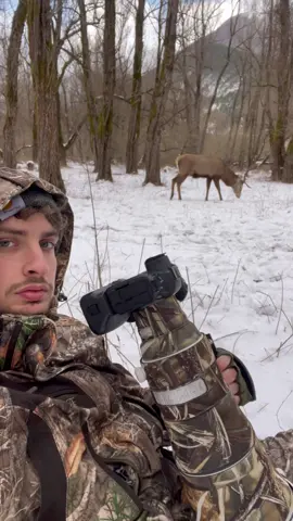 Snow and wildlife 🦌🦌