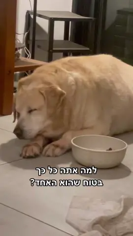 ככה עושים את זה? #לברדור #כלבים #פוריו #גולדןרטריבר #שניצלפוינט #foryou 