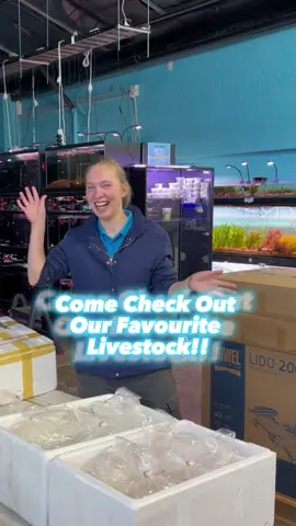 Some of our favourite livestock that arrived this week! #aquariumlife #aquariumhobby #reelsdaily #fyp #foryourpage #fypシ #aquascape #aquascaper #aquascaping 