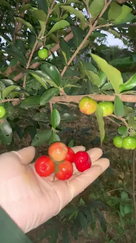 Sơri Thái Ngọt, đáng trồng lắm luôn🍒🍒
