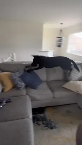 Get a lab they said….🤪 #labradorretriever #blacklab  #dogsoftiktok #zoomies #zooming #funnydogvideos #funnymoments #labrador 