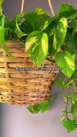 Im the Plant Lady de la familia #plants #plantsoftiktok #plantmom #Home #homedecor 