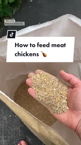 One of the biggest questions that I had when first starting to raise meat birds was “what should I feed them?” 🤷🏻‍♀️ Of course, organic seems like an easy choice, but what about the rest? Meat birds grow a lot faster than typical layers, so they need a higher protein to support this growth. Here’s what I do for our Rudd Rangers: 🍗21-22% protein the first 2-3 weeks  🍗Then, back off to 19-20% protein for the rest of the time  This gives them a little boost during the intense growth early on, but then prevents them from growing too fast later. Again, there’s no need to remove the feed at night like for the freaky fast growing Cornish Cross. There are many other things to consider when it comes to feed like: 🍗Do you want it to be medicated? 🍗How much feed do I need? 🍗What about soy free? Corn free? Does it matter? 🍗What about raising dual-purpose breeds? Do they need to be fed differently? 🍗Where is the best place to find organic broiler feed? (it can be tricky to find!) I dig into all of these topics in-depth (plus SO much more!) in my new course “Raising Pastured Meat Chickens: From Chick to Drumstick” and it’s currently OPEN for enrollment for only $97! This is the lowest the price will ever be and the doors CLOSE on 5/9, so don’t wait! 🙌🏼 Click the link in my bio to check it out! 💫 #pasturedpoultry #chickentractor #broilerchickens #broilers #raiseyourownfood #raiseyourownmeat #chickenfeed #homesteading #selfsufficientliving #selfsufficiency 