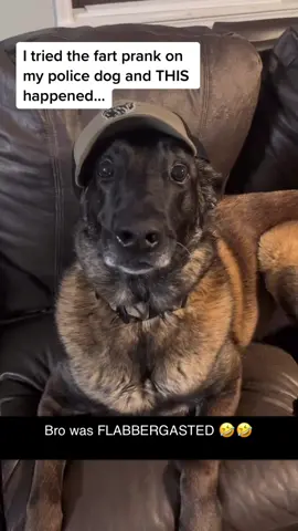 The hat was a paid actor (@K9.Dax & K9.Glenn via @collab) #pubity 