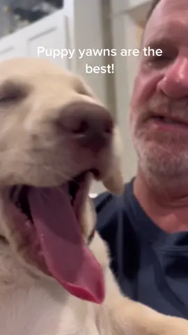 Georgia has the cutest yawns #labsoftiktok #labradorretriever #puppy #yellowlab #georgia #puppylove #labsofinstagram #yawn 