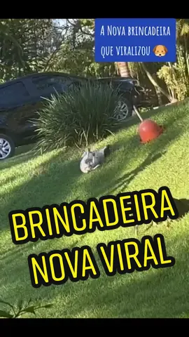 #cachorros #brincando #brincandonotiktok  #cachorrosengraçados #petviral #diversão  #cachorrosbrincando #festivaldecomedia 