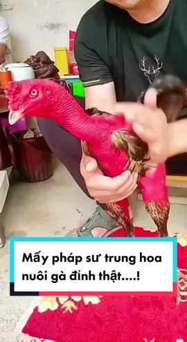 Nể mấy pháp sư Trung Hoa nuôi gà kinh thật….Phải thi đấu thì tài năng thôi k đủ còn phải sức mới ăn lại 😅😅😅#?gachoii❤️ #gàđòn #gàđá #gadon #gachoitrungquoc 