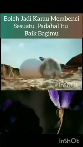 #bolehjadikamubencisesuatu #albaqarah216 