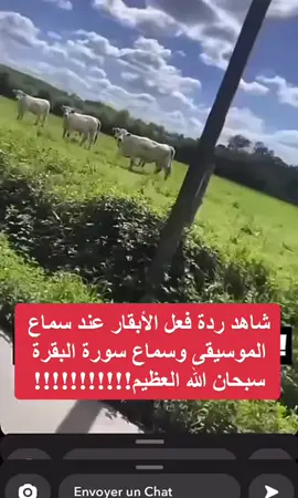 #سوره_البقرة #سبحان_الله #الله_اكبر 
