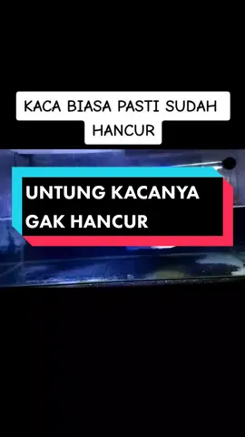 Kalau kaca biasa pasti sudah jebol. #channa #channamaru #channamarujumbo #channamarugalak #channamaruyellowsentarum #channaindonesia #channafishvideo #videotiktok #ikangabus #channaviral #channafishvideo #trending #foryou #fyp 