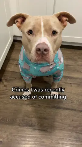Still innocent? #dogs #dogsoftiktok #pitbull #pitbullsoftiktok 