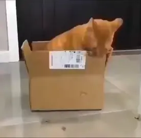 Chain saw #chainsaw #cat #eat #yum #box #tabbycat 
