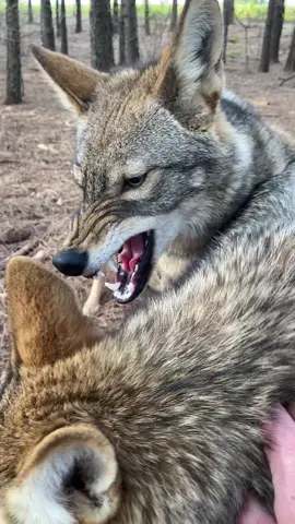 Alpha male coyote upset im petting his girl! “smack & Roo” #MfkGameCalls #FoxPro #ApexAmmunition #coyotehunting #coyote #predatorhunting #predator #hunting #fypシ #fy #foryou 