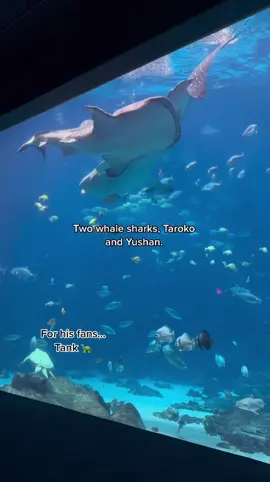 Ever wondered what an aquarium looks like at night? Join us on Mon., May 8 at 6:30 p.m. ET for a live tour of #georgiaaquarium at night! We’re going live from both Instagram and TikTok so pick your favorite platform to join us on. 💙