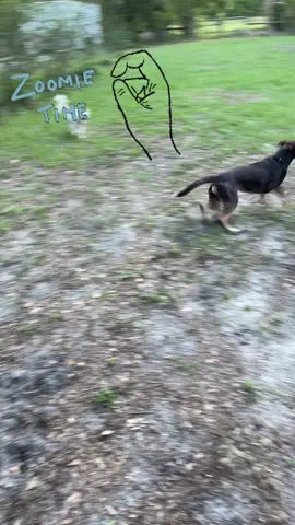 Loves his zoomies #dogsoftiktok #zoomies #funtimes 