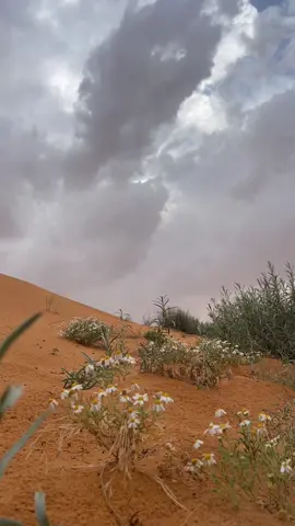 #صباح_الخير  #تصويري  #البر  #رفحاء  #اكسبلور  صبحكم الله بالخير والسرور