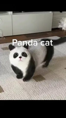 Do you wanna raise a panda cat😂😂😂 oh lord  #viral #viralvideo #viraltiktok #fyp #fypシ #PetsOfTikTok #cute #catsoftiktok #catlover #cat #panda #funnyvideos #funny 