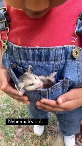 Carver used to be so afraid of animals. Daddy pushed him to fight through his fears and now, that fear has been replaced with love. #wildlife #wildliferescue #babyopposum #kids #wildanimal 