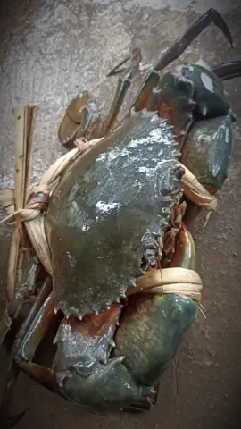 #xuhuongtiktok 1kg1 dư thùng bia 🤭#bentre 