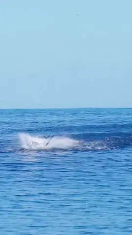 #fy #fypシ #viral #fish #fishing #gofishing #topwaterfishing #explore #اكبسلور 