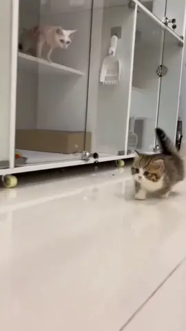 🐯🐯🐯 #foryou #มันช์กิ้นแมวขาสั้น #มันช์กิ้น #แมวขาสั้น #ทาสแมว #ฟีด #fyp #munchkincat #munchkinkitten #cat #catlover #babycat #munchkin 
