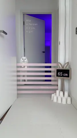 What a huge jump😍 #cat #cats #catgame #catchallenge #catgames #highjump #highjumpchallenge 