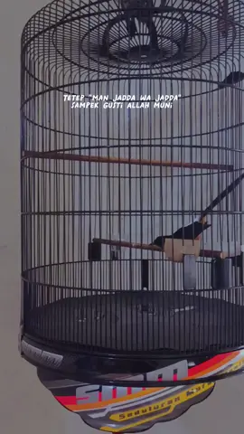 kurang tak tambahi, kakean tak kurangi pokok sampek iso ready 😁 #kerja #kicaumaniaindonesia #kicaumania #muraibatu #samurai #Samurai ##CapCut 