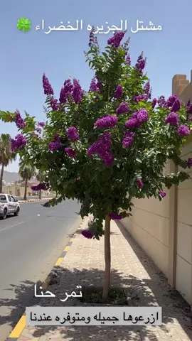 #تمر حنا ##ن_منتجع_المرفا_نجران_اليوم_🌿✨  #اكسبلورررررررررررررررررررر💥🌟💥🌟💥💥🌟🌟🌟🌟🌟،  #جاكرندا #المجمعه_الزلفي_الغاط_الارطاويه_الرياض #جاكرندا #جاكرند_ابهاا💜 #اكسبلور_تيك_توك #الرياض #النماص_الجنوب_عسير_تنومة_بني_شهر #اكسبلور #حديقة_المطار_ابها_تصويري #القصيم_بريده_عنيزه_الرس_البكيرية #ابها #الزراعه #الهلال #الهلال_السعودي #جاكرندا #اكسبلورررررررررررررررررررر💥🌟💥🌟💥💥🌟🌟🌟🌟🌟 ##اكسبلورررررررررررررررررررر💥🌟💥🌟💥💥🌟🌟🌟🌟🌟 #المجمعه_الزلفي_الغاط_الارطاويه_الرياض #اكسبلور_تيك_توك #الشعب_الصيني_ماله_حل😂😂 #حديقة_المطار_ابها_تصويري #الهلال #الهلال_السعودي #الشعب_الصيني_ماله_حل😂😂 #الزراعه #الشعب_الصيني_ماله_حل😂😂 #الهلال_السعودي #النماص_الجنوب_عسير_تنومة_بني_شهر #اكسبلورررررررررررررررررررر💥🌟💥🌟💥💥🌟🌟🌟🌟🌟 #المجمعه_الزلفي_الغاط_الارطاويه_الرياض #جاكرندا #