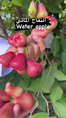 التفاح المائي Water Apples#الامارات #ابوطلي #دبي #الشارقه #راس_الخيمة #الفجيرة #عجمان #ام_القيوين #مشتل_وادي_دفتا #احمد_الحفيتي #فواكه #تفاح #تفاح_مائي #اكسبلور #اكسبلورexplore #اكسبلورر #ترند #ترند_تيك_توك #ترند_جديد #فوريو #فوريو_العرب #فوريو_foryou #explore #explorepage #explorepage #foryou #foryoupage #trending #trending #water_apples 