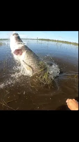 A batalha do século! O monstro estourou minha boca e quase me nocauteou.  #arapaimagigas #arapaima #viral #tanamao #tánamão #TikTokPromote #baca #fabiobaca #fabiofregona #pirarucu #pesca #pescaria #peixe #fish #fishing 
