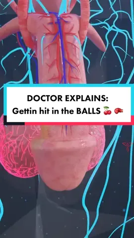 We've seen #LebronJames & #JaysonTayum take a brutal shot to the groin during the #nbaplayoffs this year. We've also seen #JamesHarden get suspended for his elbow to Royce O'Neale's groin. Today we're breaking down the #anatomy & #physiology behind why it hurts so much to get 'hit in the balls' #Medspiration  . . . . #medicineexplained | #urology | #groinkickstudios | #groinkick | #hitintheprivates | #hitintheballls | #nbainjury | #nbainjuries | #sportsmedicine | #sportsscience | #medicalscience | #lebron | #lebronjames23 | #jaysontatum0 | #jamesharden13 