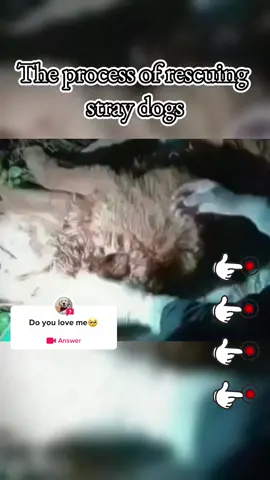#question from @abxhudn95 #salvage #poor #dog #help #cat 