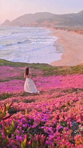 wildflower season is truly the best 💕 #visitcalifornia #bayarea #sfadventure 
