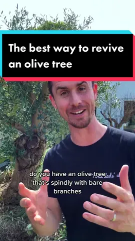 How to revive a dead olive tree Do you have an olive tree that looks spindly with bare branches and peacock spot on the leaves? You can bring it back, this is how. Number one, it needs a really good prune, you might think the best thing is to leave it alone but that’s not going to help. Number two, watering, this is where lots of people go wrong. Yes they’re drought tolerant plants but if you want them to look their best they need a good soaking at least once a week through through the growing season.  Number three, Feeding. Olives are not hungry trees, you can absolutely give them a dedicated feed but a tomato feed every 6 weeks throughout the growing season is good enough. #olivetree #olivetrees #gardentok #gardening 