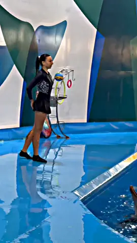 Amazing 👏 🤩 #dolphin #dolphon🐬 #dolphinshow #amazing #skills #water #foryoupage #fyp #❤️ 