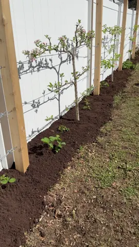 🍎Starting an orchard in limited space using espalier techniques requires careful planning and execution.🍐Here’s a step-by-step guide to help you get started: 	 🌱 Assess your space: Evaluate the available space you have and determine its suitability for an orchard. Choose an area that receives at least 6-8 hours of direct sunlight each day. 🌱 Select fruit tree varieties: Choose fruit tree varieties that are well-adapted to your local climate. Consider factors such as fruit quality, disease resistance, and space requirements. 🌱 Prepare the soil: Ensure the soil is well-drained and rich in organic matter. Amend the soil as needed by adding compost or other organic amendments. 🌱 Plant the trees: Dig planting holes at the appropriate spacing for the selected fruit tree varieties. Follow the planting instructions specific to each variety in terms of hole depth and spacing. Place the trees in the holes, making sure the graft union is above the soil level. 🌱 Install the trellis system: Construct a trellis system that suits the espalier design you plan to create. Install the trellis securely, ensuring it can support the weight of the growing trees and withstand environmental conditions.  🌱 Prune and train the trees: Begin training the branches along the trellis wires or supports, securing them with ties or clips. Regularly prune the trees to maintain the desired shape and encourage lateral branch development. 🌱 Provide ongoing care: Proper care is essential for the health and productivity of the orchard. Water the trees deeply and regularly. Fertilize the trees based on their specific nutrient requirements and monitor for pests and diseases. 🌱 Maintain and harvest: As the trees grow, continue to prune and train them to maintain the espalier shape and manage their size. Monitor the trees for pests, diseases, and nutrient deficiencies. Harvest the fruits when they reach maturity, enjoying the rewards of your orchard. Remember, espalier training requires ongoing maintenance and regular pruning to keep the trees in shape. #espalier #orchard #smallspacegardening