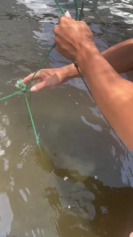 Tôm farm chú 8 Thượng, Cái Nước- Cà Mau, nuôi theo quy trình vi sinh, ko hoá chất, 64 ngày 57c, ăn ngày 400kg #nuoitomcongnghecao #tomthechantrang #nuoitom 