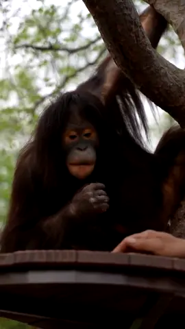Eating sunflower seeds, I must be the champion#fy #fyp #trending #cute #funny #chimpanzee #sunflowerseeds #champion