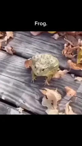 #CapCut #frog #jump #jumping #animal #laughing #goofy Frog.