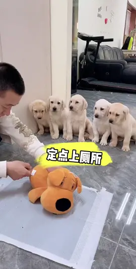 #fyp #cutedogs#cutepets#dailydaily#labrador